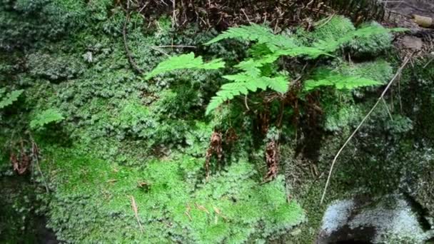 De la mousse de pierre et de la fougère. Pierre dans le bois 