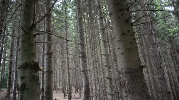 Pinos Bosque Pinos Altos — Vídeo de stock