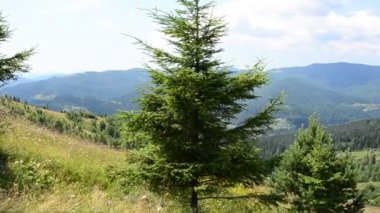 Yazın dağlarda çekim yapmak. Yaz dağı manzarası