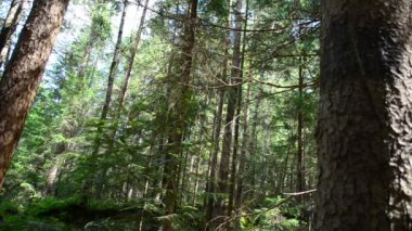 Çam devirme mermisi. Dağlarda çamlar