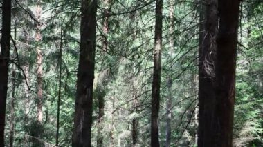 Kozalaklı ağaçlar, kayganlaştırıcı tarafından fırlatılıyor. Tahtadaki iğneler