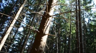 Ormanda ateş etmek. Çam gövdeleri
