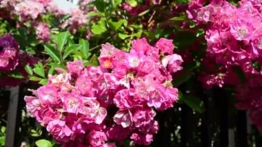 Güzel bir çit tasarımı. Çiçekler ve çitler, evin çekimi.