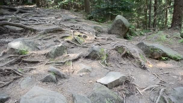 Shooting Mountains Roots Trees Stones — Stock Video