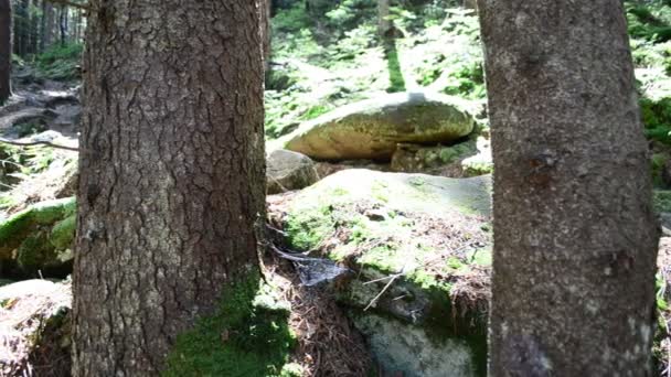 Disparando Bosque Piedras Pinos — Vídeos de Stock