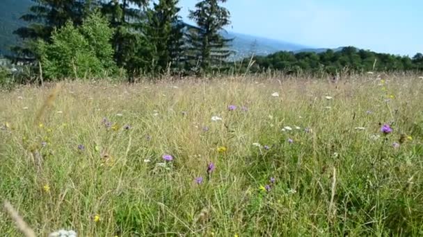 Flowers Mountain Meadow Flowers Mountains — Stock Video