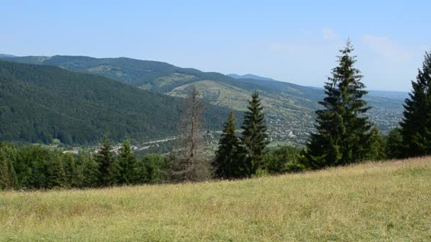 Bois Les Pins Dans Les Montagnes Montagnes Pins Tournage Été — Video