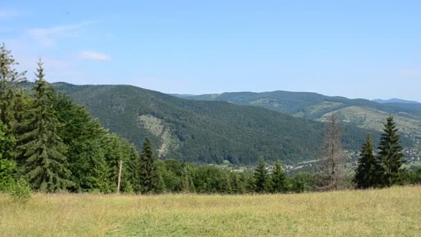 Berge Und Kiefern Dreharbeiten Sommer Wald Und Kiefern Den Bergen — Stockvideo