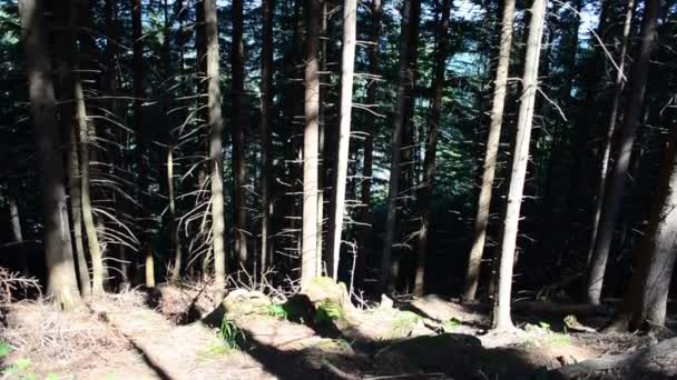 树干上的松树被太阳晒得发亮 太阳和松树树干 — 图库视频影像