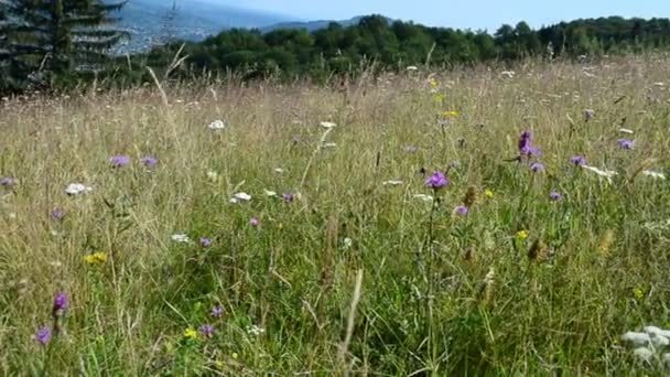 Fleurs dans les montagnes. Fleurs sauvages 