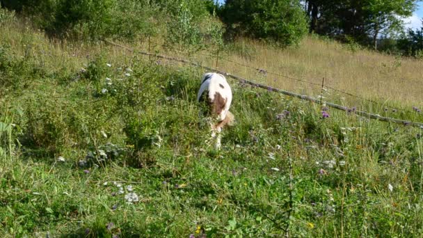 Kuh Auf Einer Weide Berge Dreharbeiten Sommer — Stockvideo