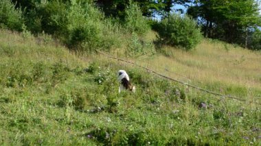 İnek ve bahar. Dağ çayırındaki inek