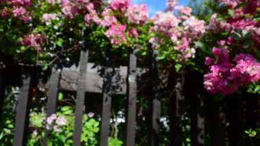 Evin bahçesinde çiçekler var. Çitteki güzel çiçekler