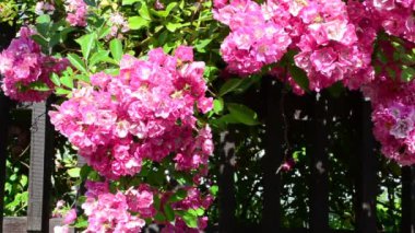 Evin bahçesinde çiçekler var. Çitteki güzel çiçekler