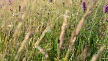 Batan güneşin ışınlarıyla dağlarda çekim yapmak. Gün batımında çiçekler, dağlarda çekim..