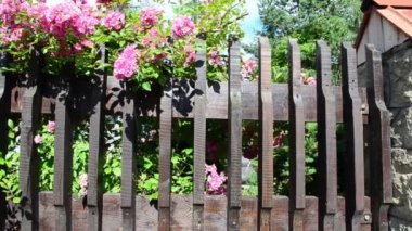 Çitteki güzel çiçekler. Evin bahçesinde çiçekler var.