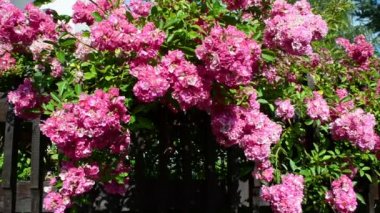 Çitin üzerinden çalı çalısı. Bir çitin güzel tasarımı