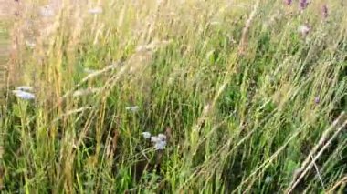 Gün batımında çiçekler, dağlarda çekim. Batan güneşin ışınlarıyla dağlarda çekim yapmak.