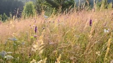 Dağlara karşı yabani çiçekler. Dağların tepesinde yabani çiçekler