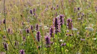 Vahşi dağ çiçekleri kayıyor. Güzel yabani çiçekler