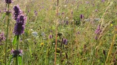 Vahşi çiçeklerin arka planı. Yazın dağlarda yabani çiçekler ve otlar