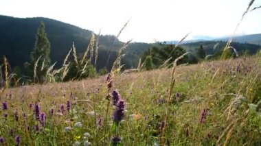 Yazın dağlarda yabani çiçekler ve çimenler. Vahşi çiçeklerin arka planı
