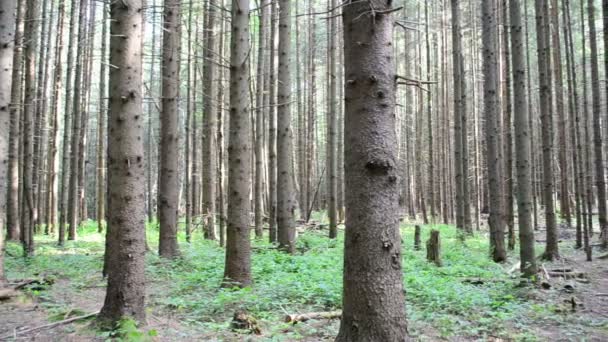 Drewno Sosnowe Strzelanina Lesie — Wideo stockowe