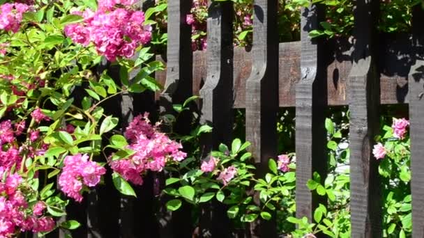 Σπίτι Λουλούδια Και Φράχτης Σχεδιασμός Του Κτήματος Λουλούδια — Αρχείο Βίντεο