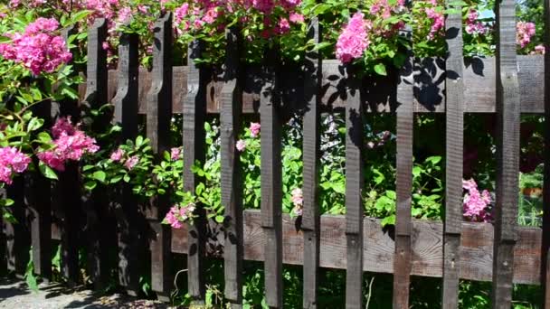 Flores Brillantes Hermosas Bush Flores Sobre Una Cerca — Vídeo de stock