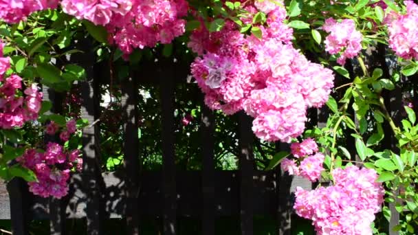 Яркие Красивые Цветы Буш Цветов Над Забором — стоковое видео