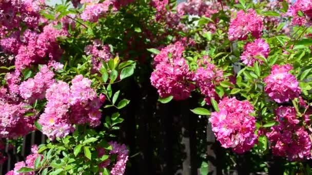 Bush Flores Sobre Una Cerca Flores Brillantes Hermosas — Vídeo de stock