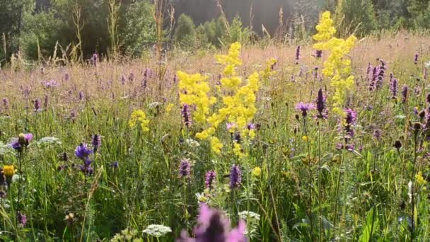 Tournage Fleurs Sauvages Montagne Curseur Contexte Des Fleurs Sauvages — Video