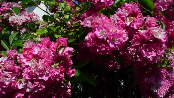 Piękny Projekt Ogrodzenia Krzew Kwiatów Nad Płotem — Wideo stockowe