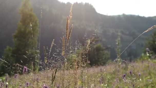 Střílení Horách Paprscích Zapadajícího Slunce Květiny Při Západu Slunce Natáčení — Stock video