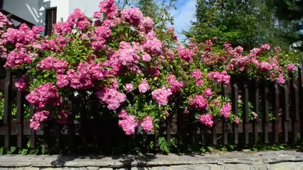 フェンスの上に花のブッシュ フェンスの美しいデザイン — ストック動画
