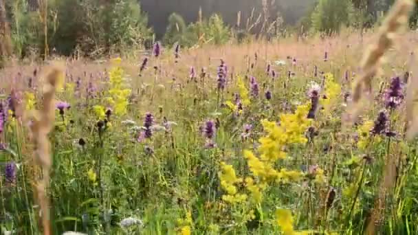 Achtergrond Van Wilde Bloemen Bloemen Prachtige Balken Van Zon Berg — Stockvideo
