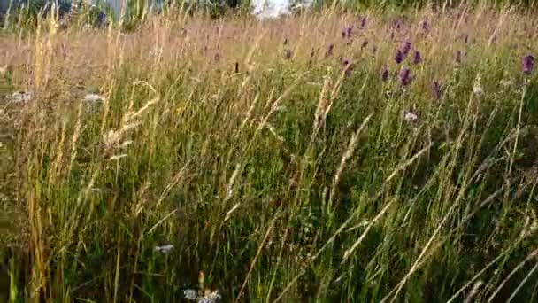 Wilde Blumen Auf Berggipfeln Wildblumen Gegen Berge — Stockvideo