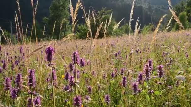 Blumen Den Schönen Strahlen Der Sonne Der Berg Hintergrund Aus — Stockvideo