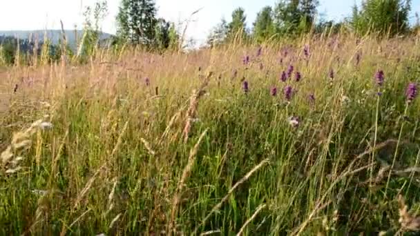 Blommor Vid Solnedgången Skjuter Bergen Vackra Blommor — Stockvideo