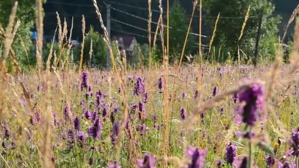 Skjutning Vilda Berg Blommor Reglaget Vackra Vilda Blommor — Stockvideo