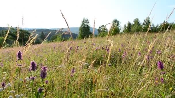 Schöne Wildblumen Schießen Auf Wilde Bergblumen Schieberegler — Stockvideo