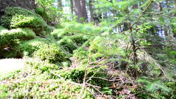一缕松树和苔藓 运动中的射击 — 图库视频影像
