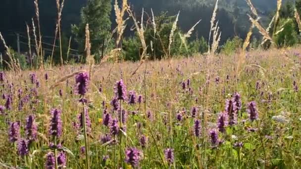 Hermosas Flores Silvestres Tiro Flores Silvestres Montaña Deslizante — Vídeo de stock