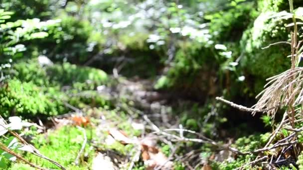 Mousse Sur Des Pierres Une Fougère Tournage Été — Video