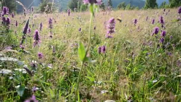 Mooie Wilde Bloemen Schieten Bij Zonsondergang — Stockvideo