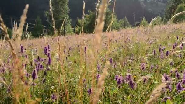 Vahşi Çiçeklerin Arka Planı Yazın Dağlarda Yabani Çiçekler Otlar — Stok video