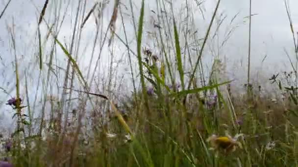 Gras Lucht Wilde Bloemen Lucht — Stockvideo