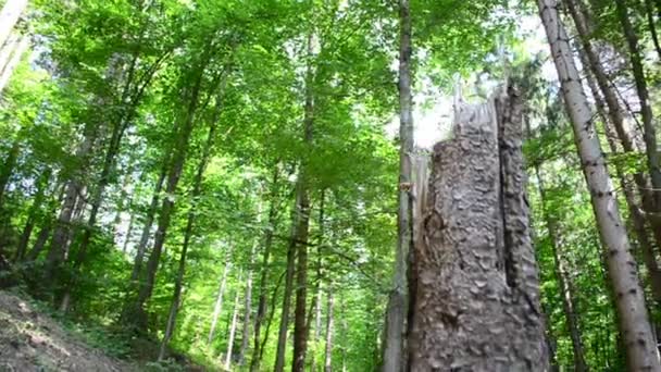 Tir dans le bois de pin. Tir par un curseur 