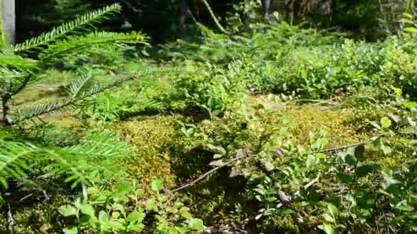 Schießen Mit Einem Schieberegler Blätter Und Nadeln Kiefernwald — Stockvideo