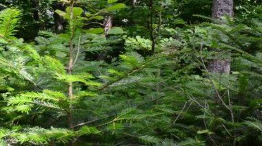 Çam ağacına ateş ediyorum. Çam iğnelerinin arka planı